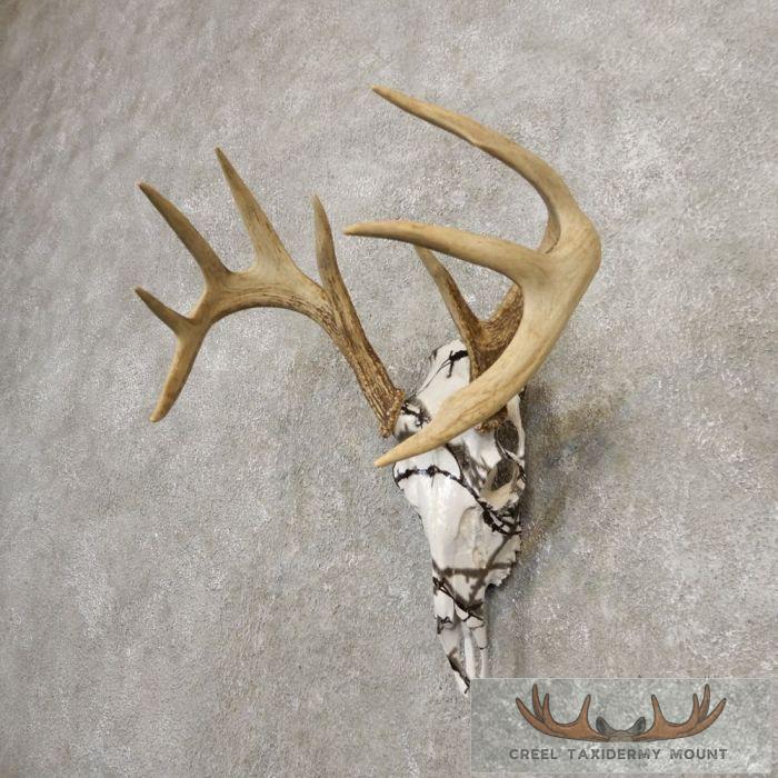 Whitetail Deer Reproduction Skull European Taxidermy Mount For Sale - Image 3