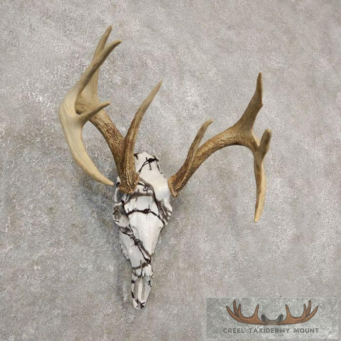 Whitetail Deer Reproduction Skull European Taxidermy Mount For Sale - Image 2