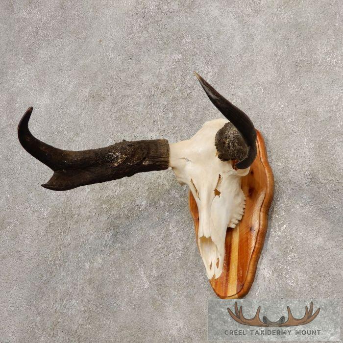Pronghorn Skull & Horns European Mount For Sale - Image 3