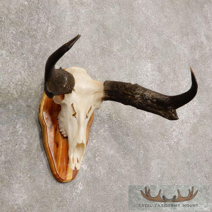 Pronghorn Skull & Horns European Mount For Sale - Image 2