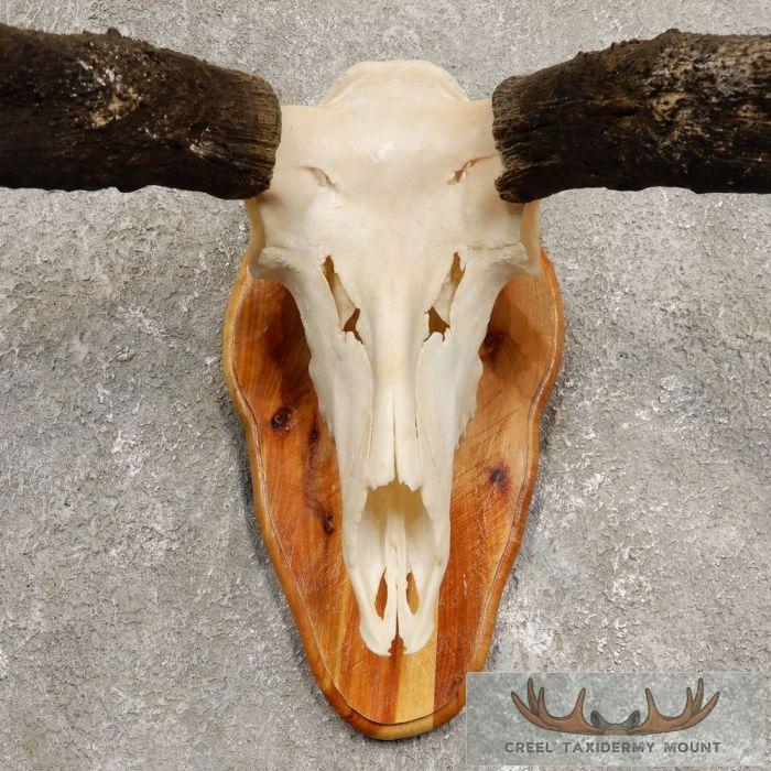 Pronghorn Skull & Horns European Mount For Sale - Image 4