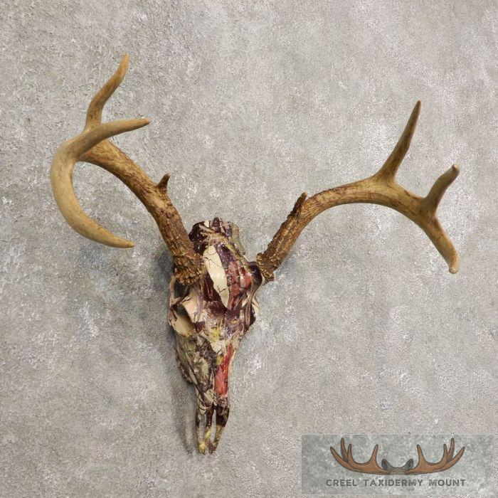 Whitetail Deer Reproduction Skull European Taxidermy Mount For Sale - Image 3