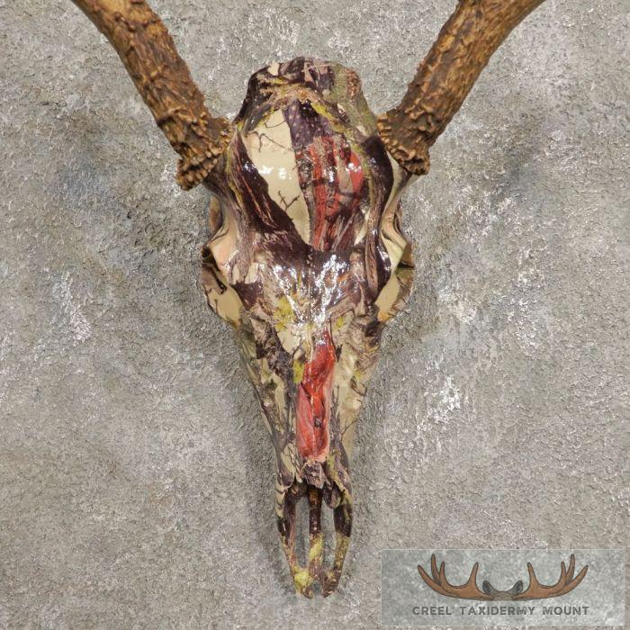 Whitetail Deer Reproduction Skull European Taxidermy Mount For Sale - Image 4