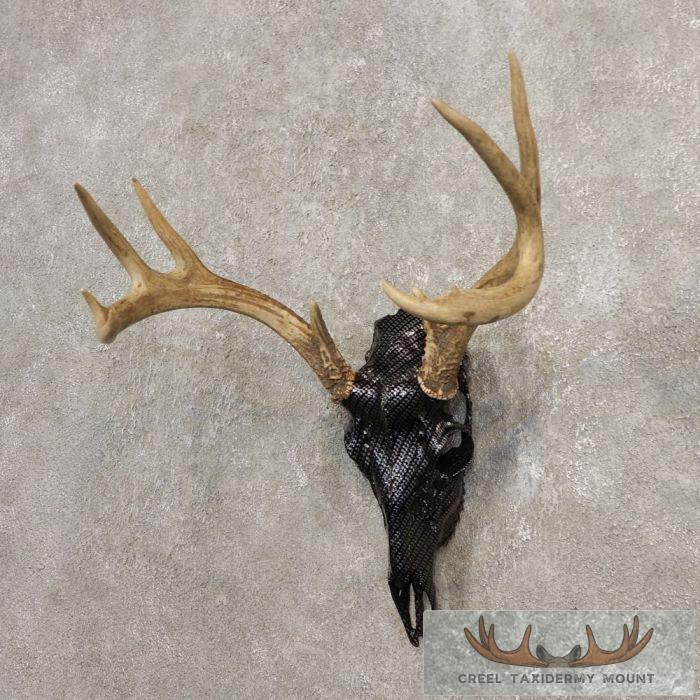 Whitetail Deer Reproduction Skull European Taxidermy Mount For Sale - Image 3
