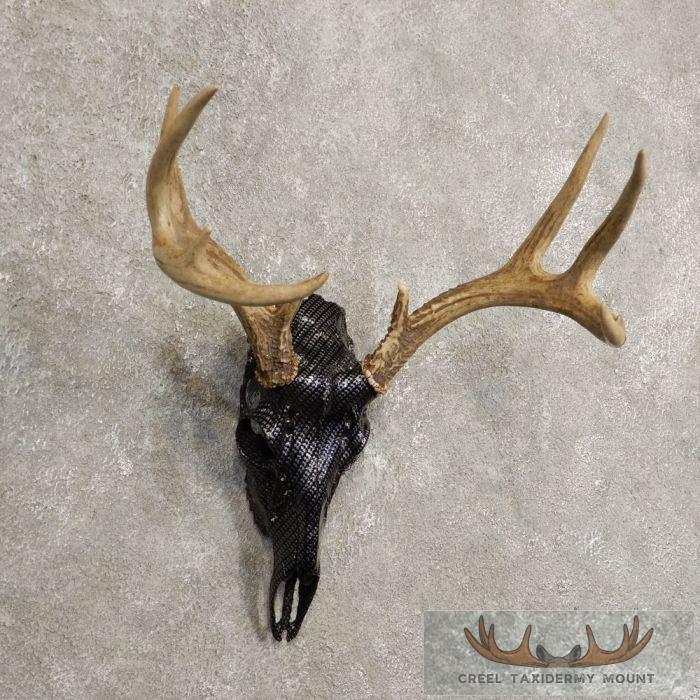 Whitetail Deer Reproduction Skull European Taxidermy Mount For Sale - Image 2
