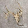 Whitetail Deer Skull European Taxidermy Mount For Sale - Image 3