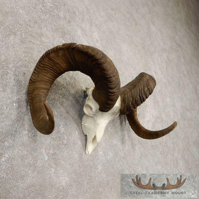 Stone Sheep Ram Taxidermy Reproduction Skull Mount For Sale - Image 2