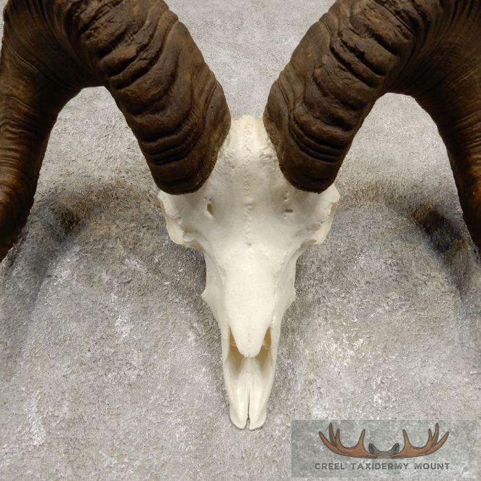 Stone Sheep Ram Taxidermy Reproduction Skull Mount For Sale - Image 4