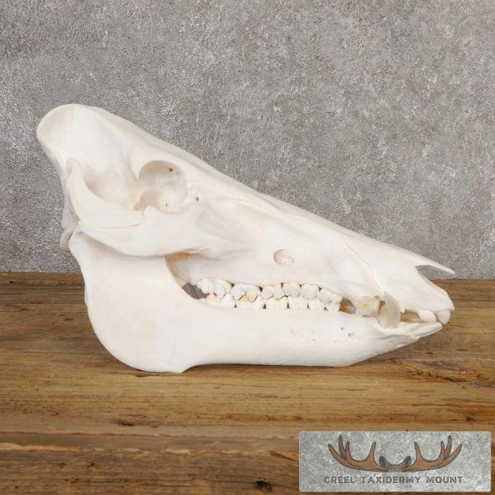 Wild Boar Skull Taxidermy Mount For Sale - Image 3