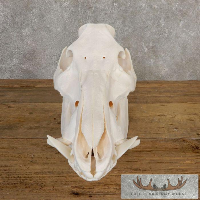 Wild Boar Skull Taxidermy Mount For Sale - Image 5