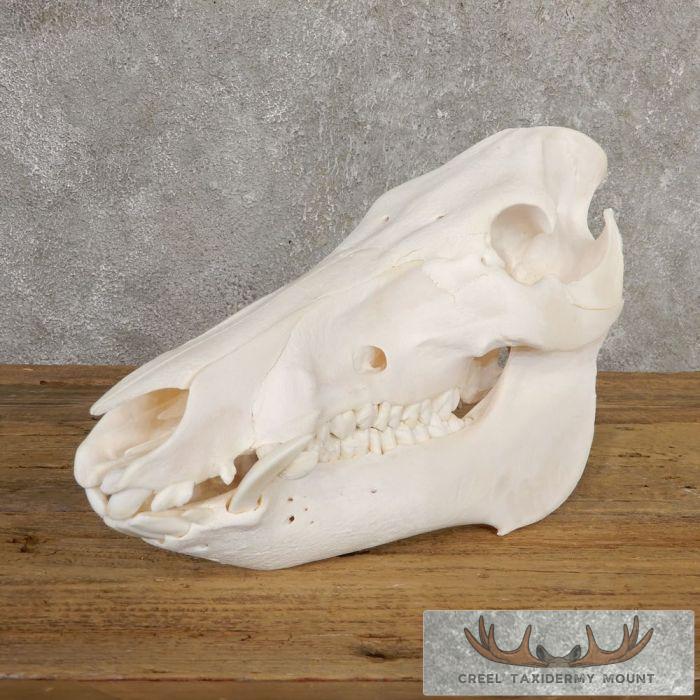 Wild Boar Skull Taxidermy Mount For Sale - Image 2