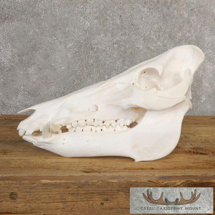 Wild Boar Skull Taxidermy Mount For Sale - Image 4