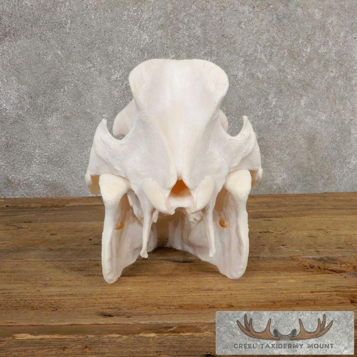 Wild Boar Skull Taxidermy Mount For Sale - Image 7