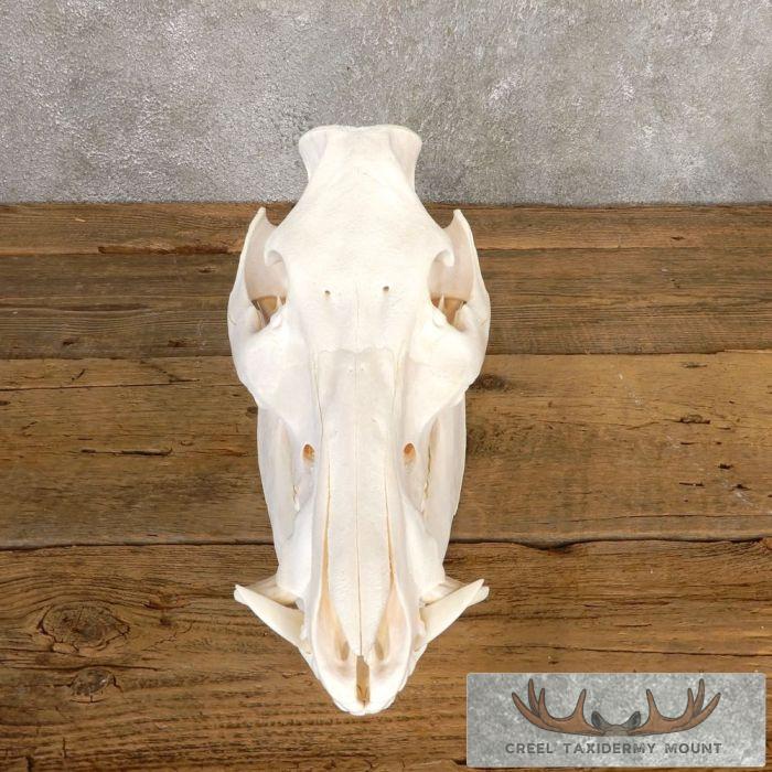 Wild Boar Skull Taxidermy Mount For Sale - Image 6
