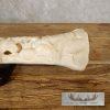 Carved Giraffe Bone Safari Decor For Sale - Image 8