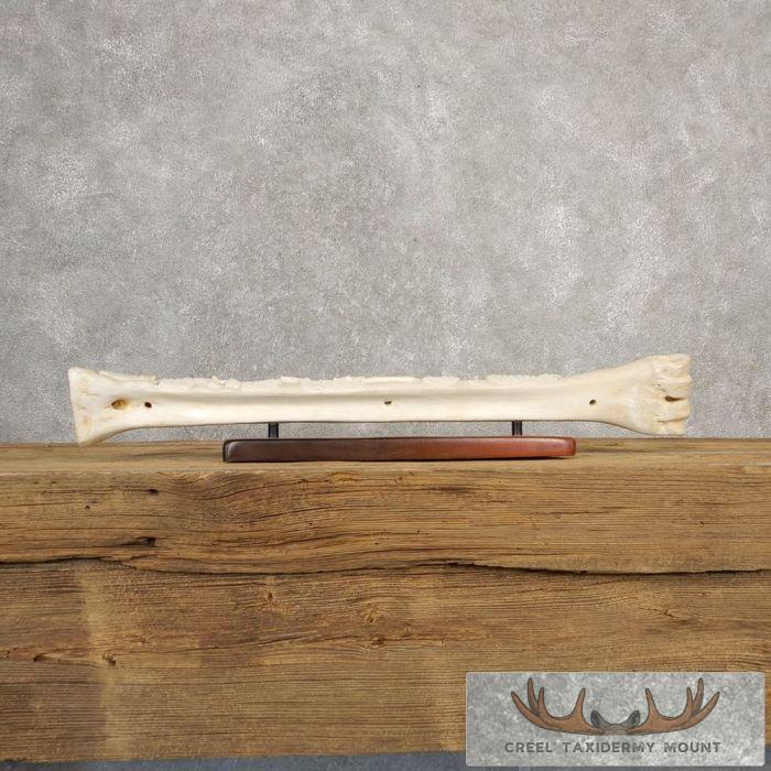 Carved Giraffe Bone Safari Decor For Sale - Image 2