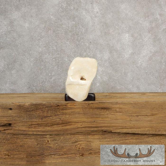 Carved Giraffe Bone Safari Decor For Sale - Image 9