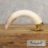 Scrimshaw Hippopotamus Tooth Safari Decor For Sale - Image 7