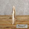 Scrimshaw Hippopotamus Tooth Safari Decor For Sale - Image 9
