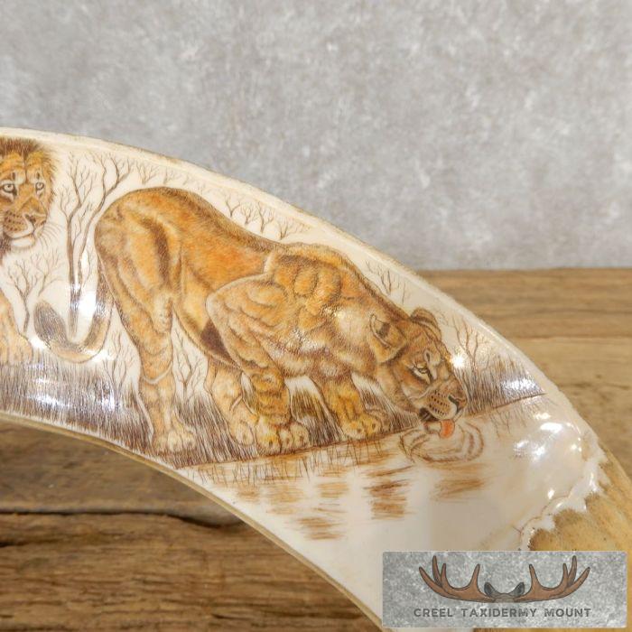 Scrimshaw Hippopotamus Tooth Safari Decor For Sale - Image 4