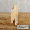 Scrimshaw Hippopotamus Tooth Safari Decor For Sale - Image 5