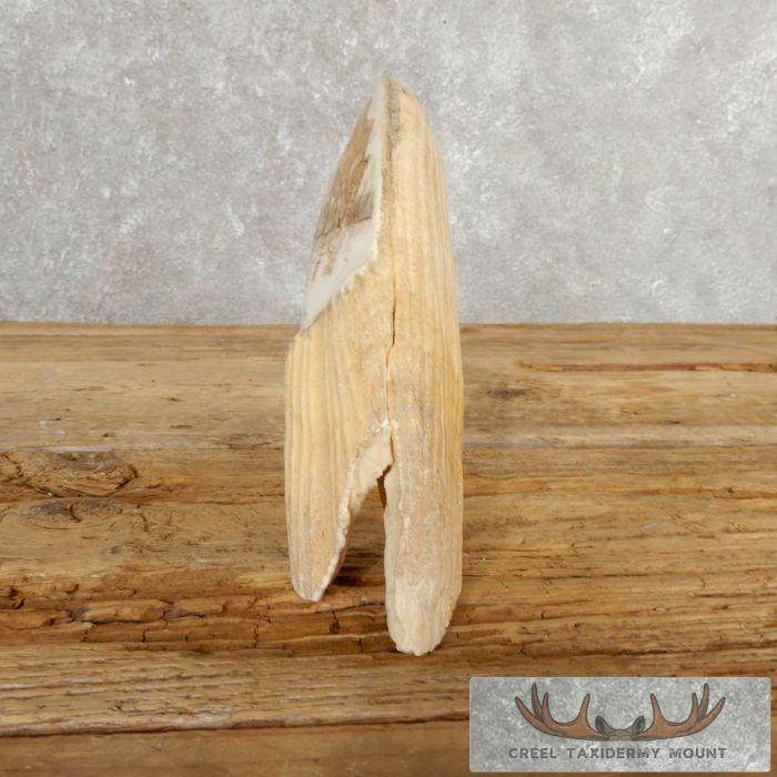 Scrimshaw Hippopotamus Tooth Safari Decor For Sale - Image 5