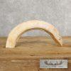 Scrimshaw Hippopotamus Tooth Safari Decor For Sale - Image 7