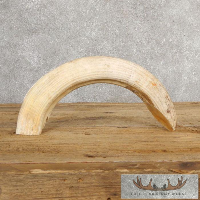 Scrimshaw Hippopotamus Tooth Safari Decor For Sale - Image 7
