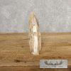 Scrimshaw Hippopotamus Tooth Safari Decor For Sale - Image 6