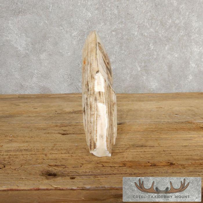 Scrimshaw Hippopotamus Tooth Safari Decor For Sale - Image 6