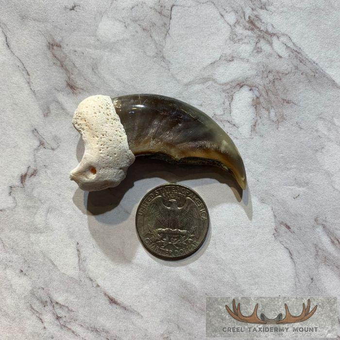 Authentic Polar Bear Claw Taxidermy For Sale - Image 2