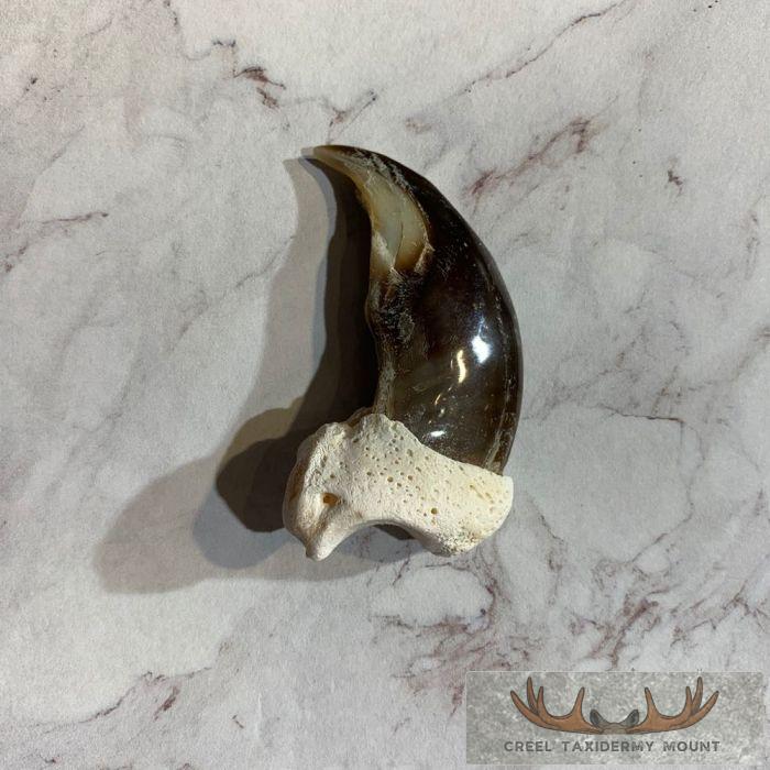 Authentic Polar Bear Claw Taxidermy For Sale - Image 4