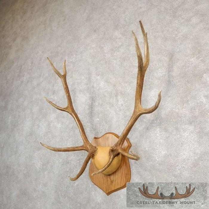 Rocky Mountain Elk Plaque Taxidermy Mount For Sale