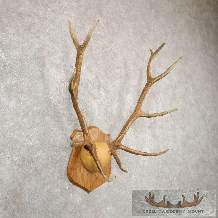Rocky Mountain Elk Plaque Taxidermy Mount For Sale - Image 3