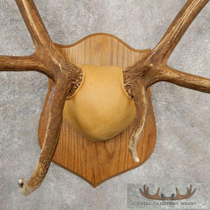 Rocky Mountain Elk Plaque Taxidermy Mount For Sale - Image 4