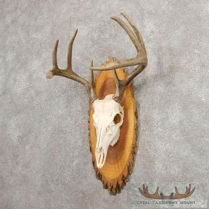 Whitetail Deer Skull European Taxidermy Mount For Sale - Image 3
