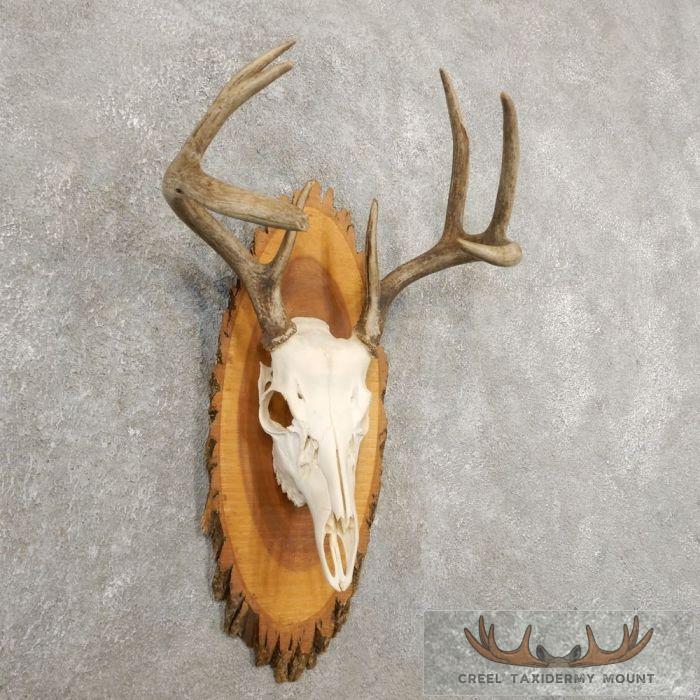 Whitetail Deer Skull European Taxidermy Mount For Sale - Image 2