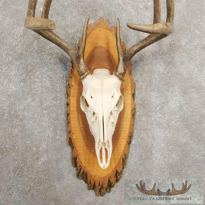 Whitetail Deer Skull European Taxidermy Mount For Sale - Image 4