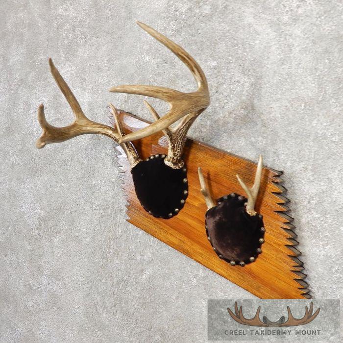 Whitetail Deer Antler Plaque Taxidermy Mount For Sale - Image 2