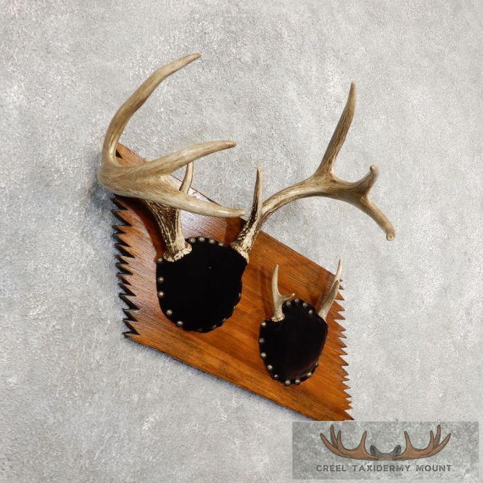 Whitetail Deer Antler Plaque Taxidermy Mount For Sale - Image 3