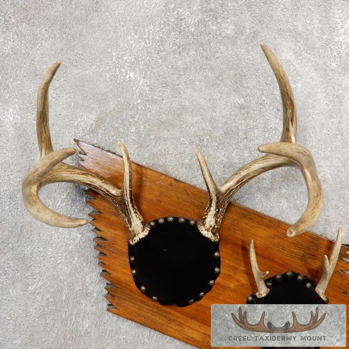 Whitetail Deer Antler Plaque Taxidermy Mount For Sale - Image 4