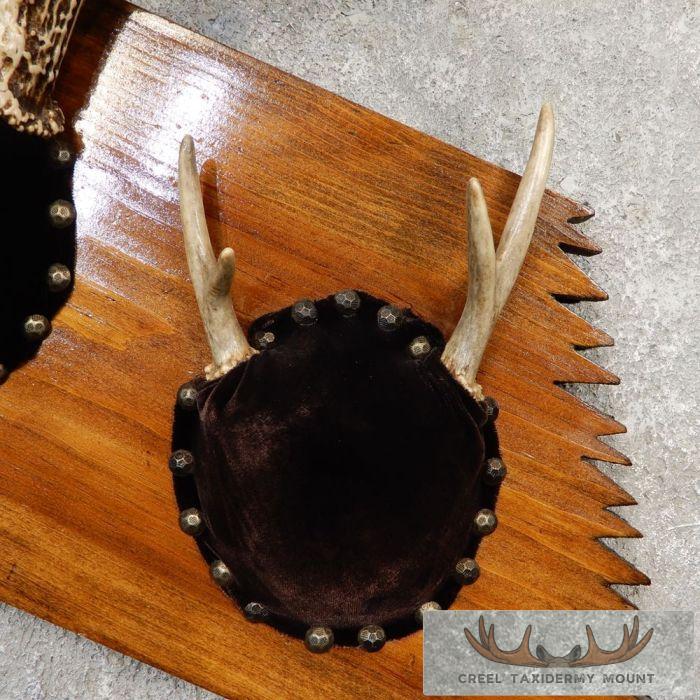 Whitetail Deer Antler Plaque Taxidermy Mount For Sale - Image 5