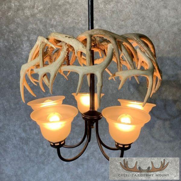 Five Light Whitetail Deer Antler Chandelier For Sale - Image 2