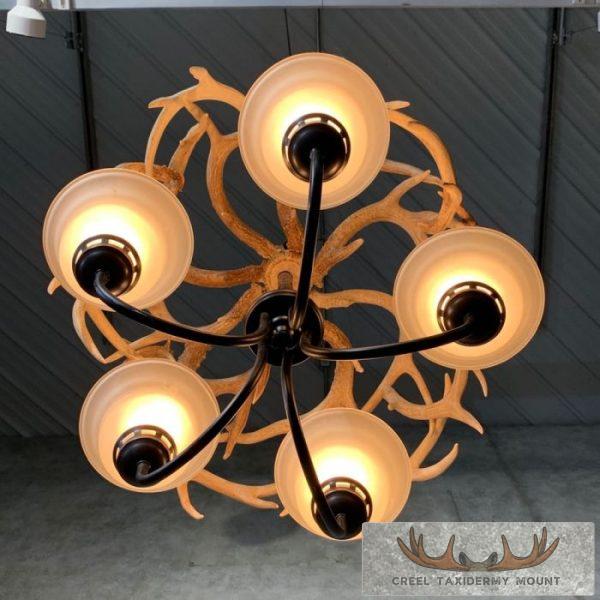 Five Light Whitetail Deer Antler Chandelier For Sale - Image 4