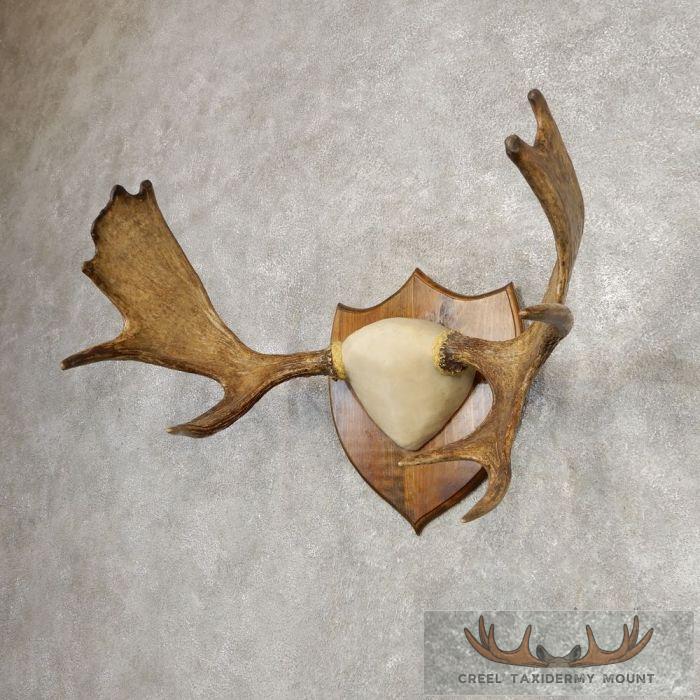 Eastern Canada Moose Taxidermy Antler Plaque For Sale - Image 2