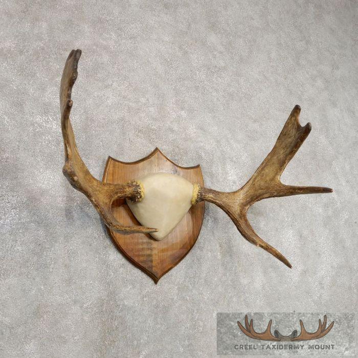 Eastern Canada Moose Taxidermy Antler Plaque For Sale - Image 3