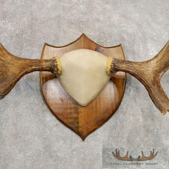 Eastern Canada Moose Taxidermy Antler Plaque For Sale - Image 4