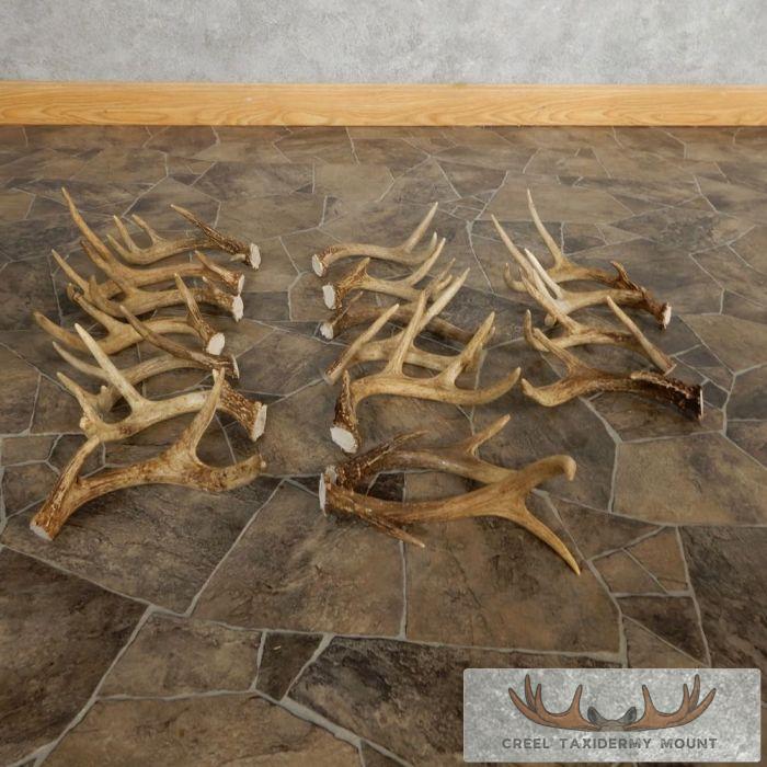 Whitetail Deer Antler Craft Pack For Sale