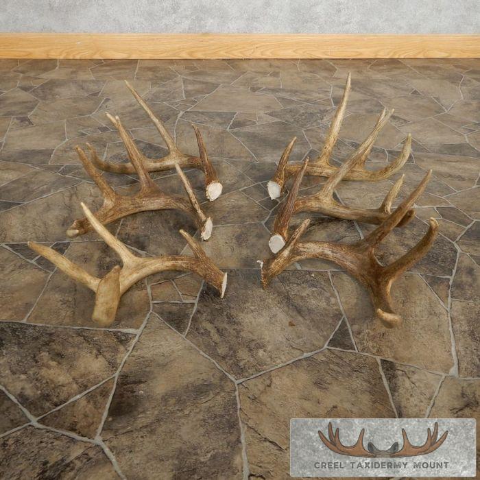 Whitetail Deer Antler Craft Pack For Sale - Image 2