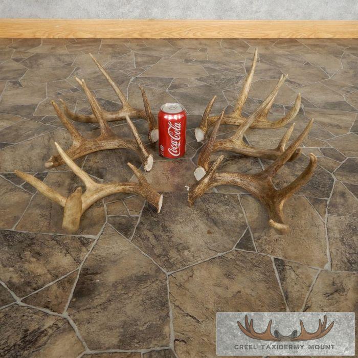 Whitetail Deer Antler Craft Pack For Sale - Image 3